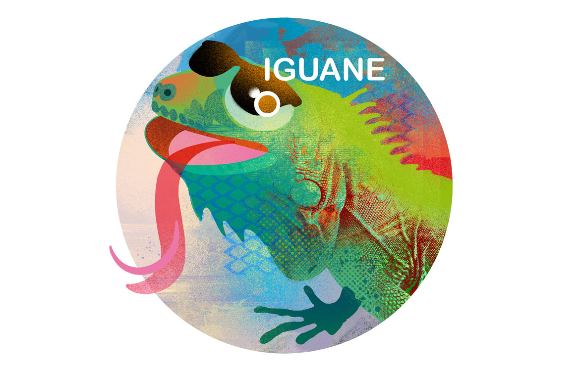 iguane